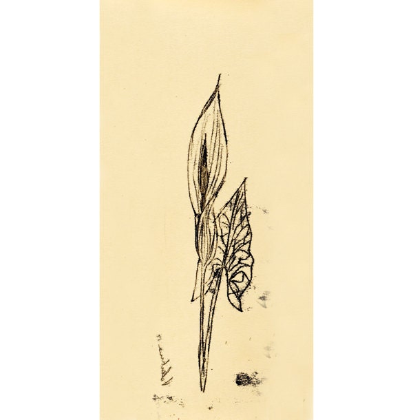 Original Illustration ink Monotype - Gigaro-