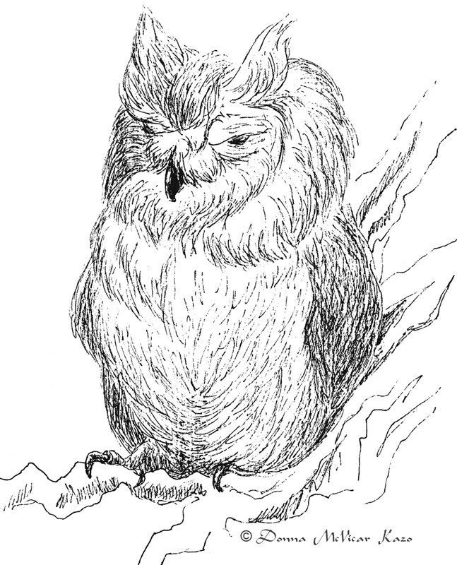 Screech Owl Ink Drawing Notecards Set of Two