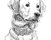 Labrador Retriever Pen and Ink SALE Matted Print 9 x 12