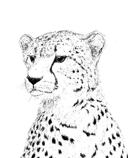 Cheetah Line Drawing