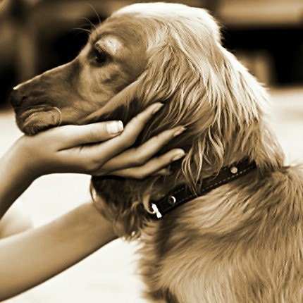 unconditional love  a puppy 5x5 fine art photo