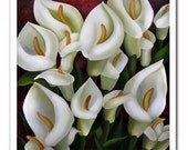 Lilys For My Love print