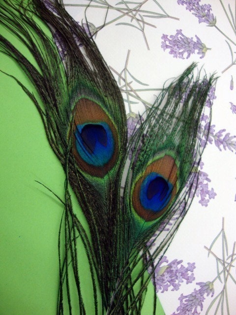 12 PEACOCK - Small Size - Individual peacock feathers