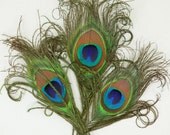 PEACOCK FEATHER Curl / Qnty. 3 / Natural / For Millinery or Crafter /