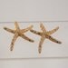 Darling Starfish Earrings