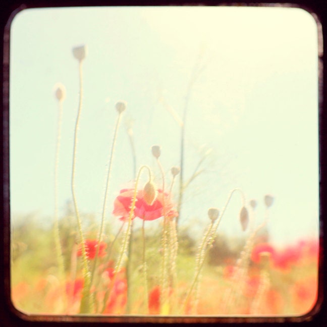 Poppies 1