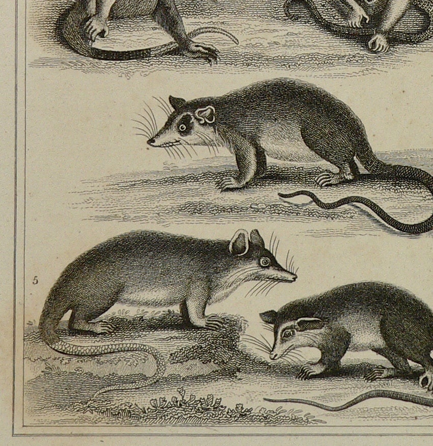 Antique 1825 Copperplate Engraving of Paca Opposum Marmose Cayopollin