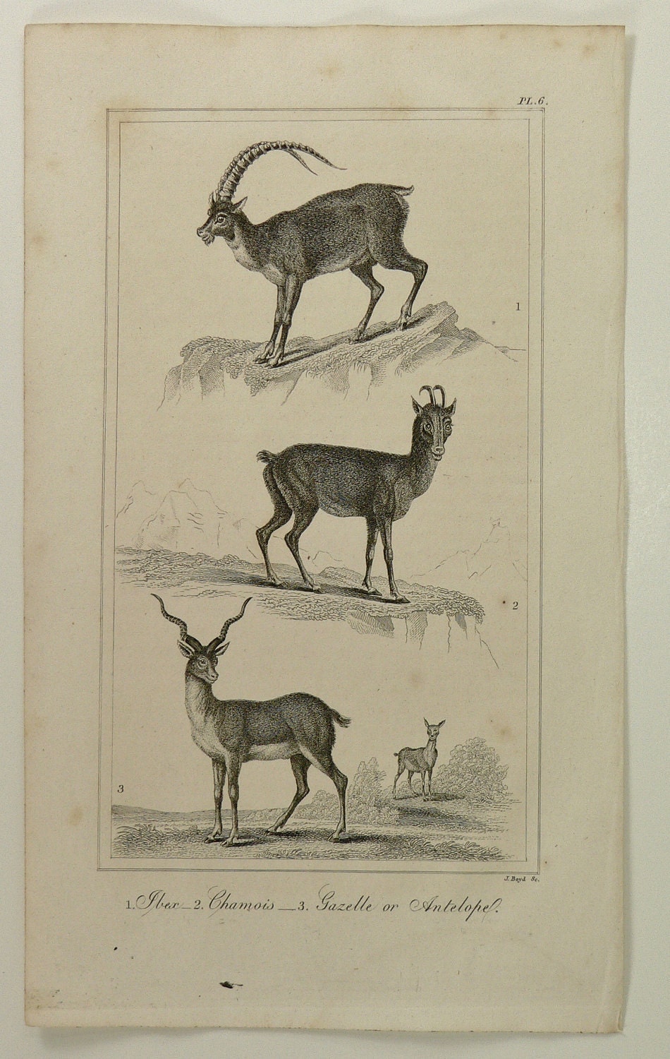 Antique 1825 Copperplate Engraving Ibex Chamois Gazelle Antelope Deer