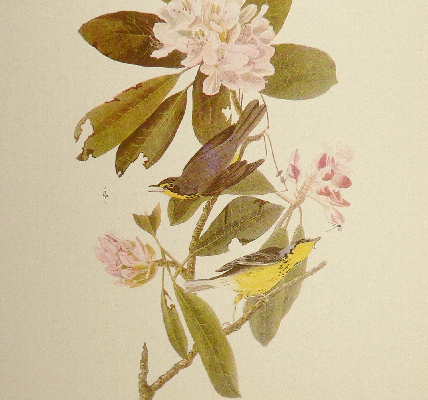 Canada Warbler Vintage 1940s Audubon Color Bird Print