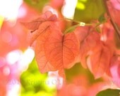 Spring in Pink 8x10 Fine Art Photographic Print