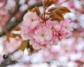 Newport Blossoms - 8x10 Fine Art Photographic Print