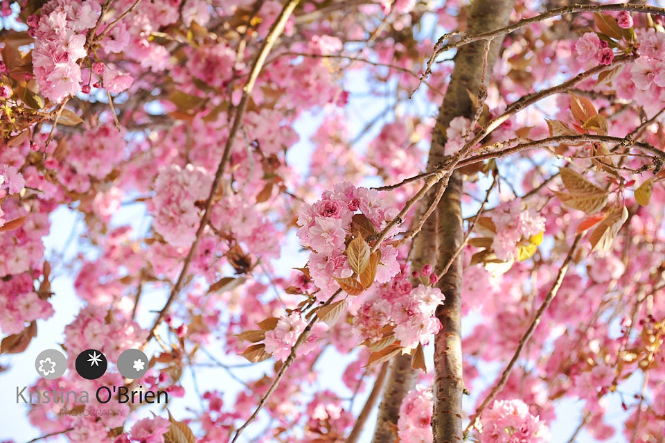 Newport Blossoms - 8x10 Fine Art Photographic Print