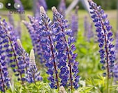Mom's Lupins 8x10 Fine Art Photographic Print