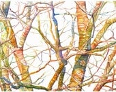 Art Painting- print from Original Watercolor Painting--Branches in Maine (Spring)