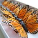 12 Feather Butterflies for Hair Pins, Favors, Wedding Cake