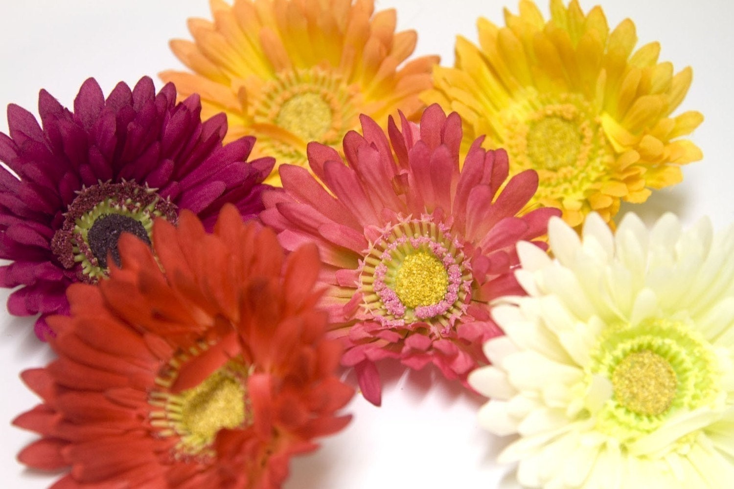 Different Colored Daisies
