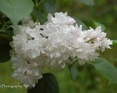 Note Card White Lilac