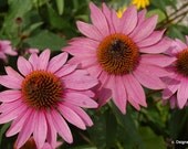 Pink Cone Flowers Photo Insert Note Card