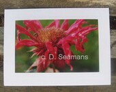 Bee Balm Note Card