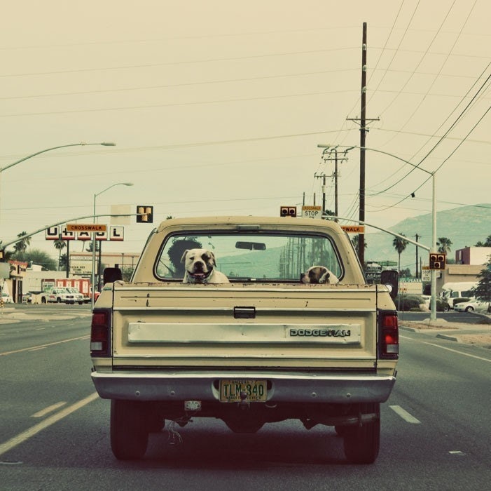 READY2SHIP - American Bulldog, Tucson Arizona, Dog In Truck, Hipster, City, Grunge - 8x8 -  Signed Fine Art Photograph - Kimberly Kling