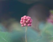 Flower Photography - Pink Flower - 8x10, Spring and Summer Floral Home Decor