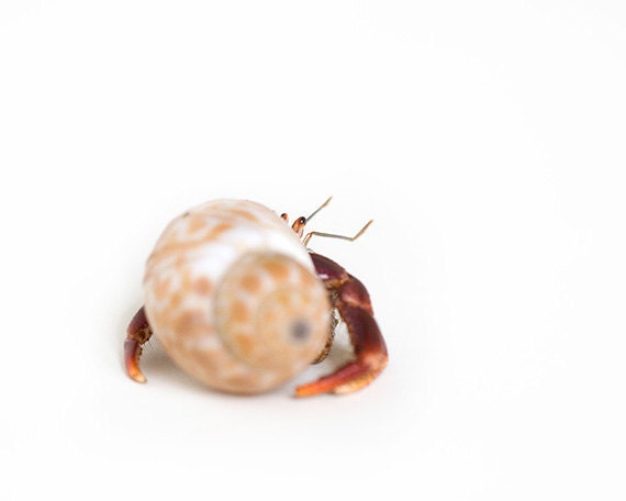 Hermit Crab, 8x10, Summer, beach, vacation home, kids room