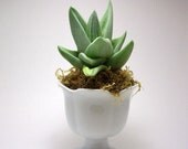 Gasteraloe Green Ice Succulent in White Tulip Footed Planter - Desktop Garden - was 27.50