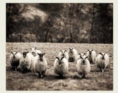 Sheep Photography - Monochrome Nature Print, Wall Decor - The Flock - Scotland photography, Scottish sheep wall art, sepia