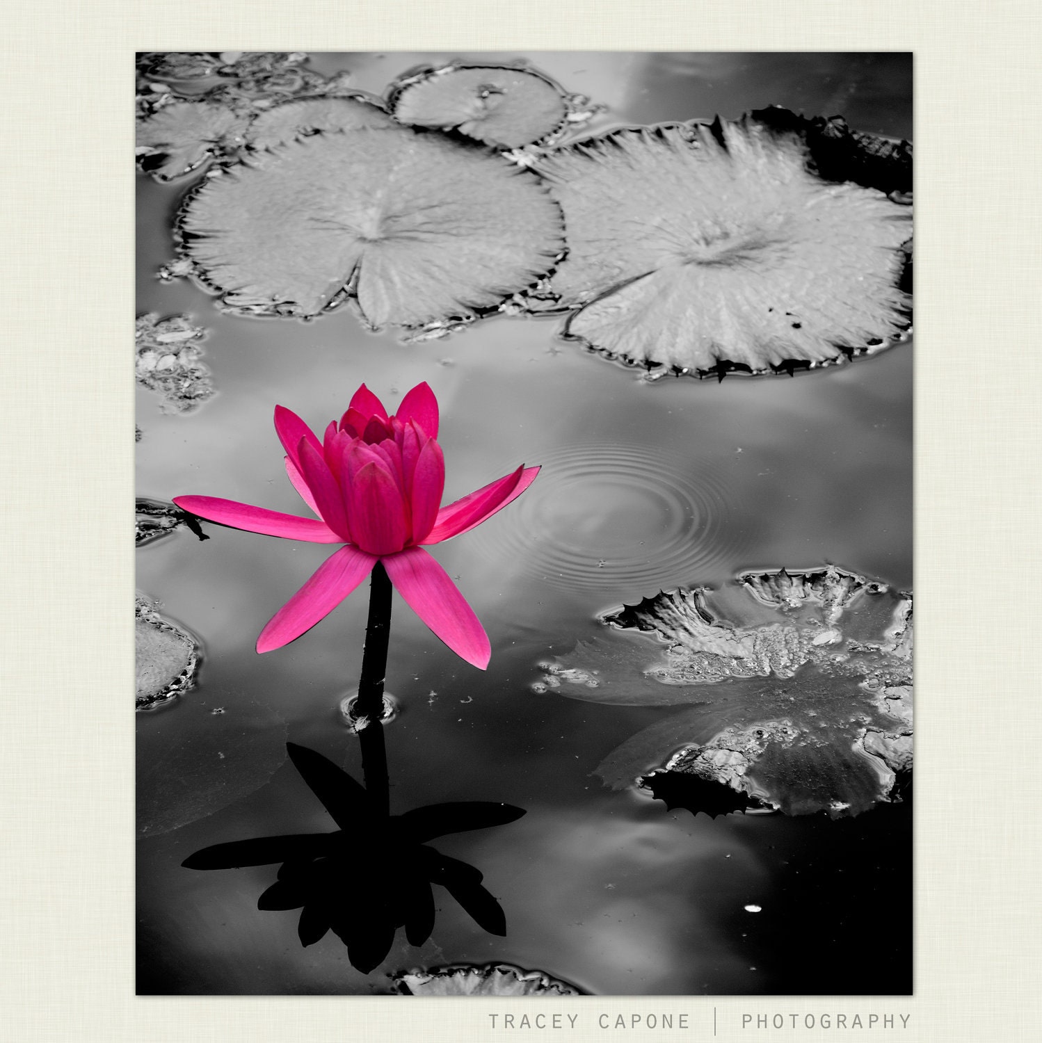 Nature Prints - lotus flower photography, The Extrovert - magenta, charcoal grey, nature art, girls room