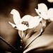 Fine Art Photography - three 8x8 prints - nature decor - Texture - dogwood wall art, sea urchin home decor, flower photography