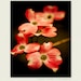 Flower Photograph - Nature Print - Cornouiller Rouge -   dogwood wall art, Spring decor, crimson red, nature photography, home decor