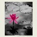 Nature Prints - lotus flower photography, The Extrovert - magenta, charcoal grey, nature art, girls room