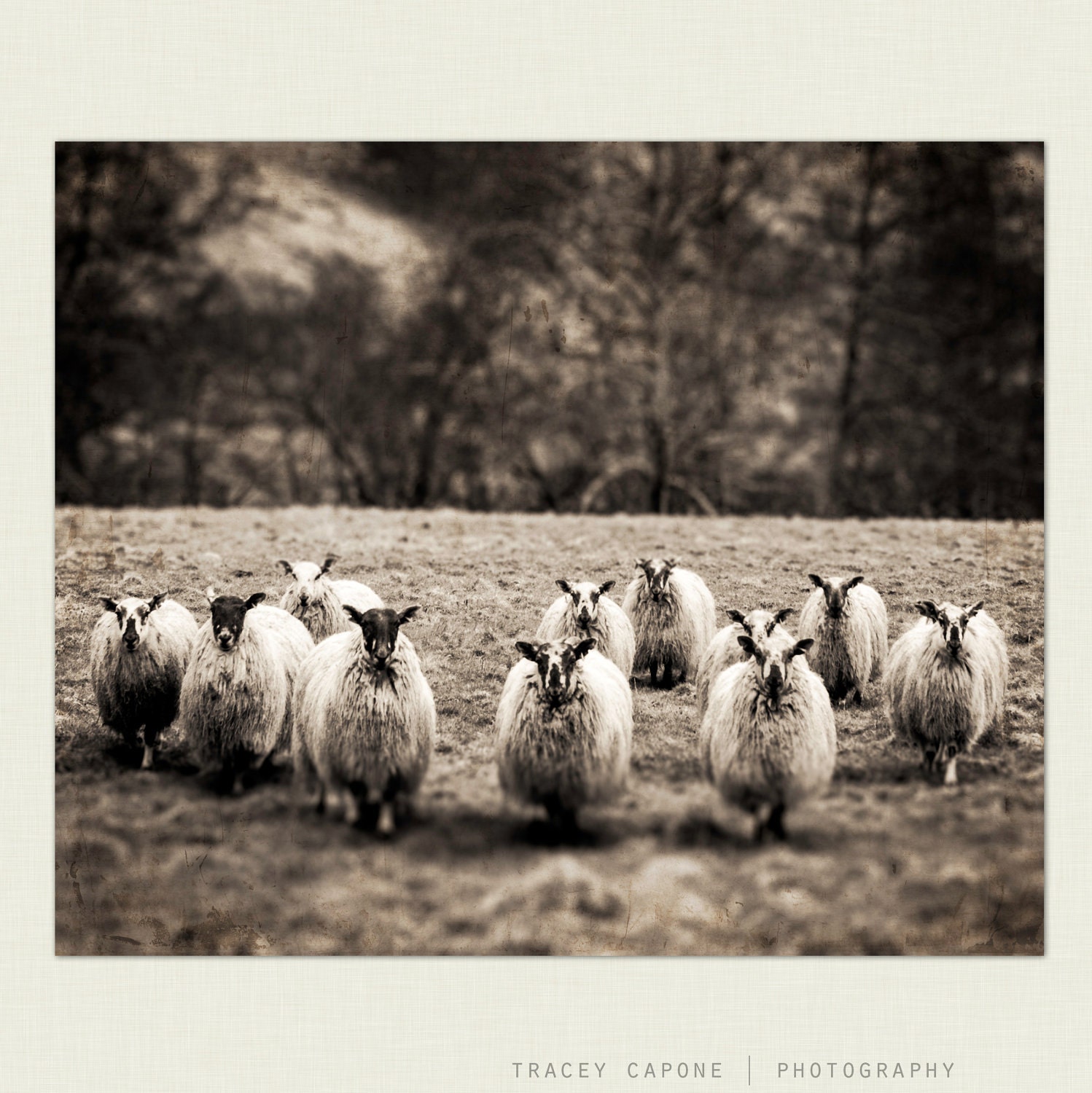 Sheep Photography - Monochrome Nature Print, Wall Decor - The Flock - Scotland photography, Scottish sheep wall art, sepia