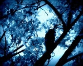Blackbird Photograph 8x10 - bird silhouette blue black tree nature crow art print home decor room