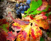 Autumn Vineyard Detail Photograph 8x10 - fall wine country red yellow green leaf vine art print home decor