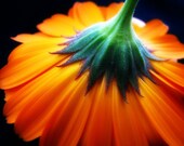 Tristan's Daisy Photograph 8x10 - flower floral bold bright orange green spring art print home decor