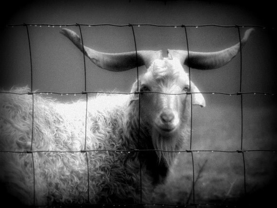old-soul goat - signed 5x7 fine art print