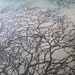 Tree No. 12 Woodblock Print Blue - Award Winner