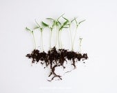 Pepper Sprouts. 8x10. Fine Art Photographic Natural History Print. Minimal simple style. Natural Home Decor. Indoor garden botanical