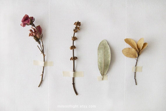 Flora Study N5 - 8x10. Fine Art Photographic Natural History Print. Minimal simple style. Natural Home Decor. Indoor garden botanical