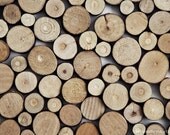 Wood N2 - 8x10. Fine Art Photographic Natural History Print. Minimal simple style. Natural Home Decor. Indoor garden botanical