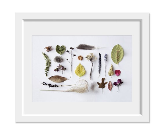 Botanical - 8x10. Fine Art Photographic Natural History Print. Minimal simple style. Natural Home Decor. Indoor garden botanical