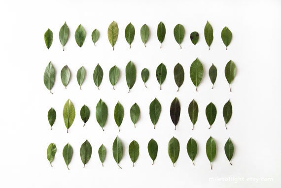 Leaves Collection N1. 8x10. Fine Art Photographic Natural History Print. Minimalist. Natural Home Decor. Indoor garden botanical.
