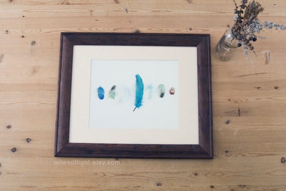 Blue Feathers - 8x10. Fine Art Photographic Natural History Print. Minimal simple style. Natural Home Decor. Indoor garden botanical