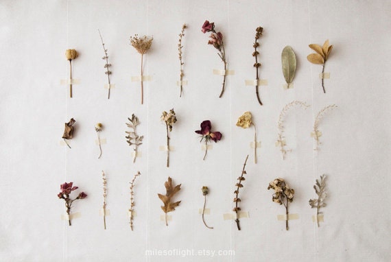 Flora Study N1 - 8x10. Fine Art Photographic Natural History Print. Minimal simple style. Natural Home Decor. Indoor garden botanical