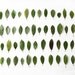 Leaves Collection N1. 8x10. Fine Art Photographic Natural History Print. Minimalist. Natural Home Decor. Indoor garden botanical.