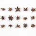 Star Anise Collection. 8x10. Fine Art Photographic Print. Minimal, herbs. Natural Home Decor. Indoor garden botanical. Kitchen