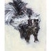 Baby Skunk Print: 11x14 inch Print on Heavy Eco Friendly Paper, Easy to Frame, Cute Baby Skunk, Pepe le Pew