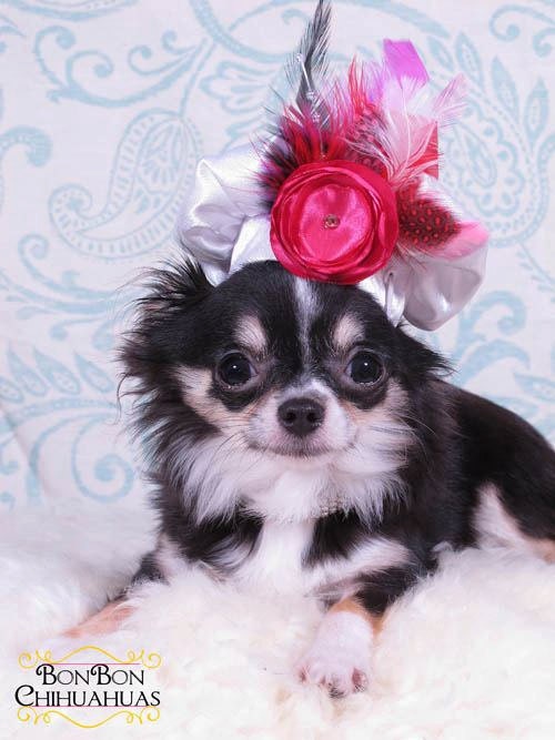 Cardinal Rose Dog Beret Hat