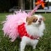 Coral and Pink Rosette Feather Harness Dog Dress